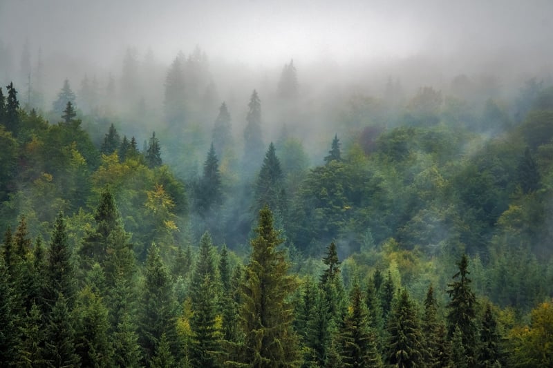 Misty Forest Shots